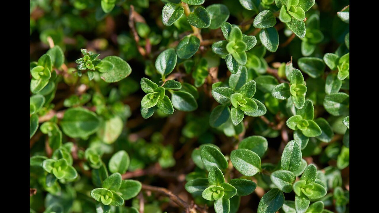 Thyme (Thymus vulgaris)