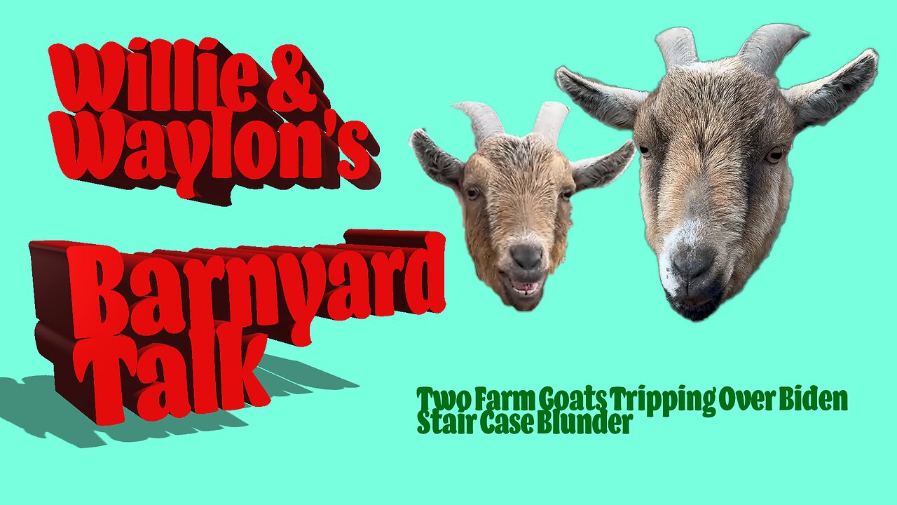 Two Farm Goats Tripping Over Biden Staircase Blunder