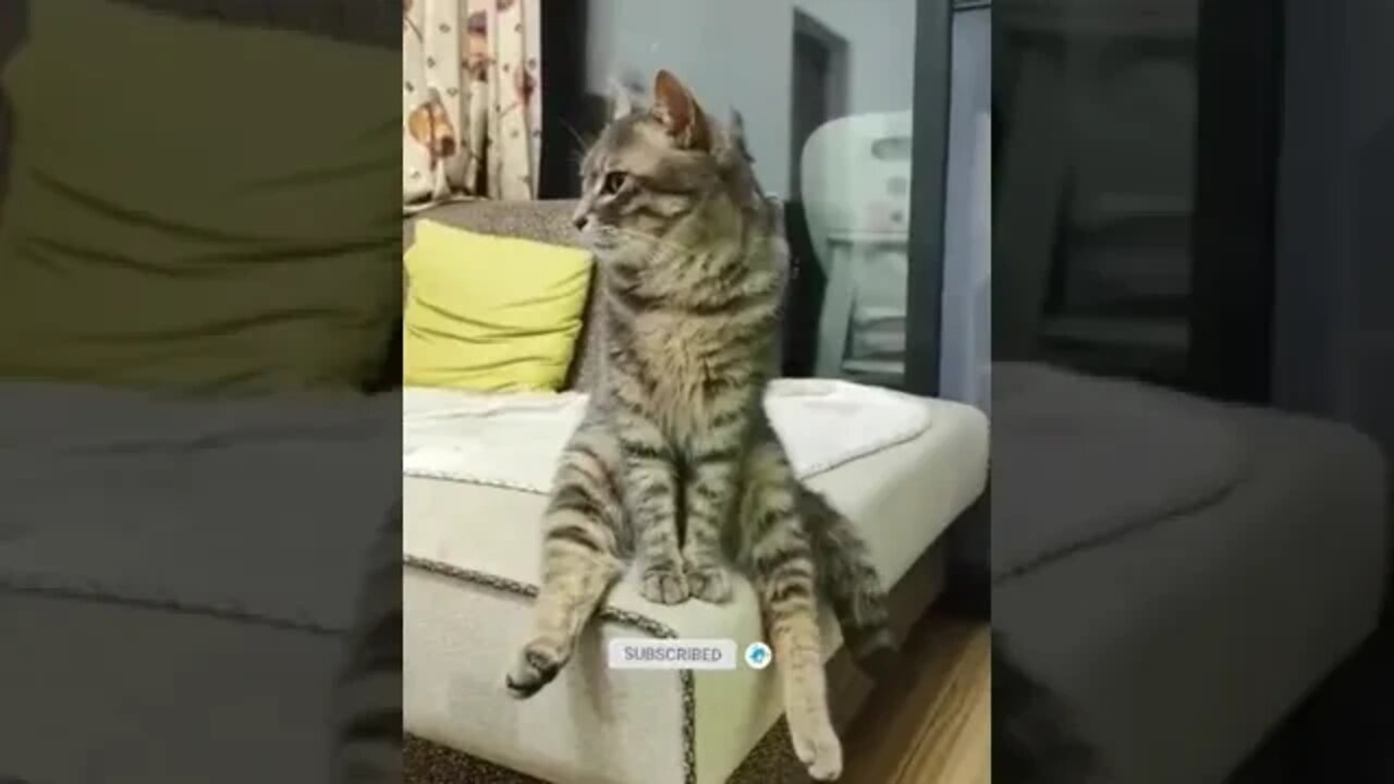 cute cat video😹funny video 😂1241😻cute animal funny cat #funnycatsvideos ‎@🏝 تفكر في خلق الله ﷻ 🏝