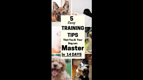 Cute dogs how to tarin thats dogs? Please watch the videos course off the that in discrprition👇👇👇👇