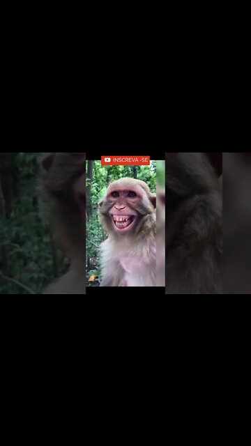 Que Sorriso foi esse desse macaquinho? #shorts #dieta #saude #boa forma #emagrecer