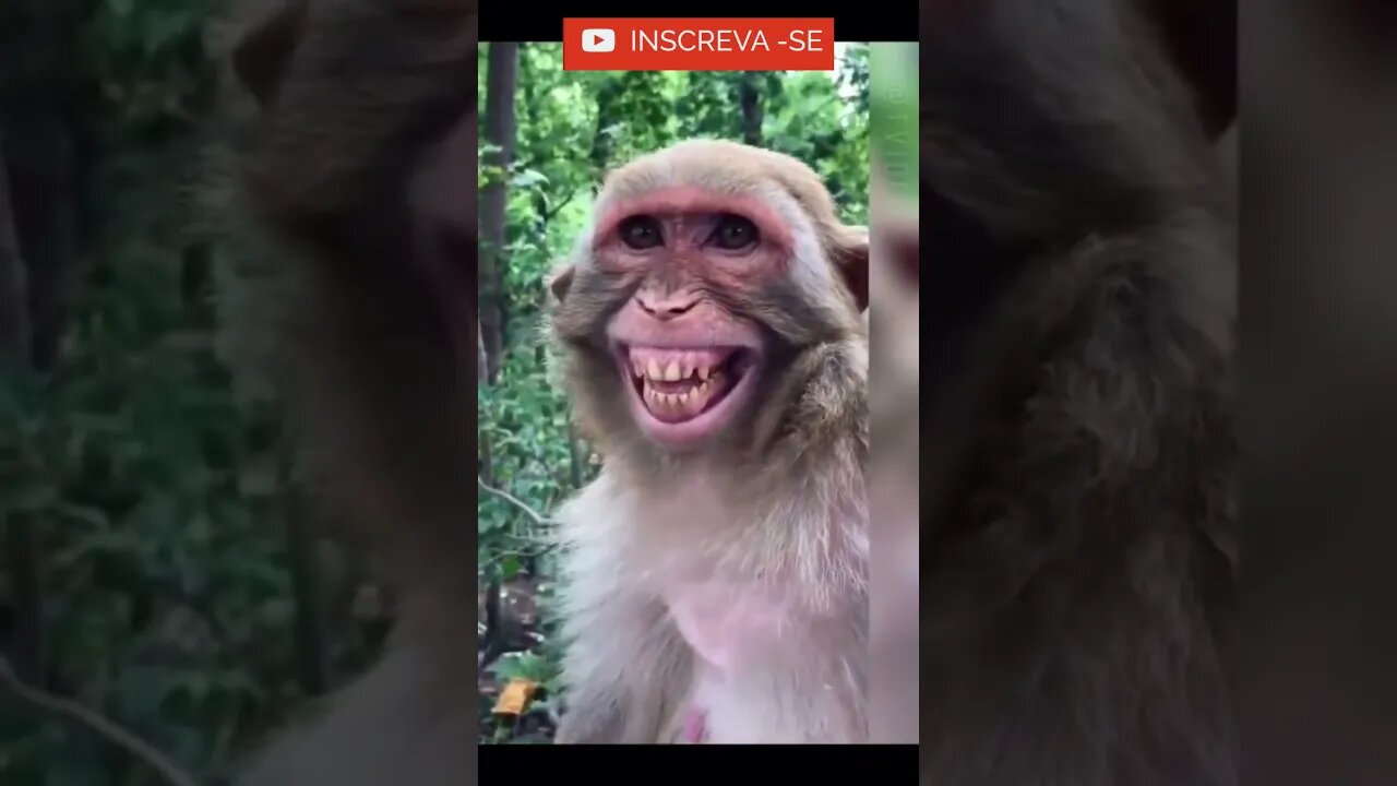Que Sorriso foi esse desse macaquinho? #shorts #dieta #saude #boa forma #emagrecer