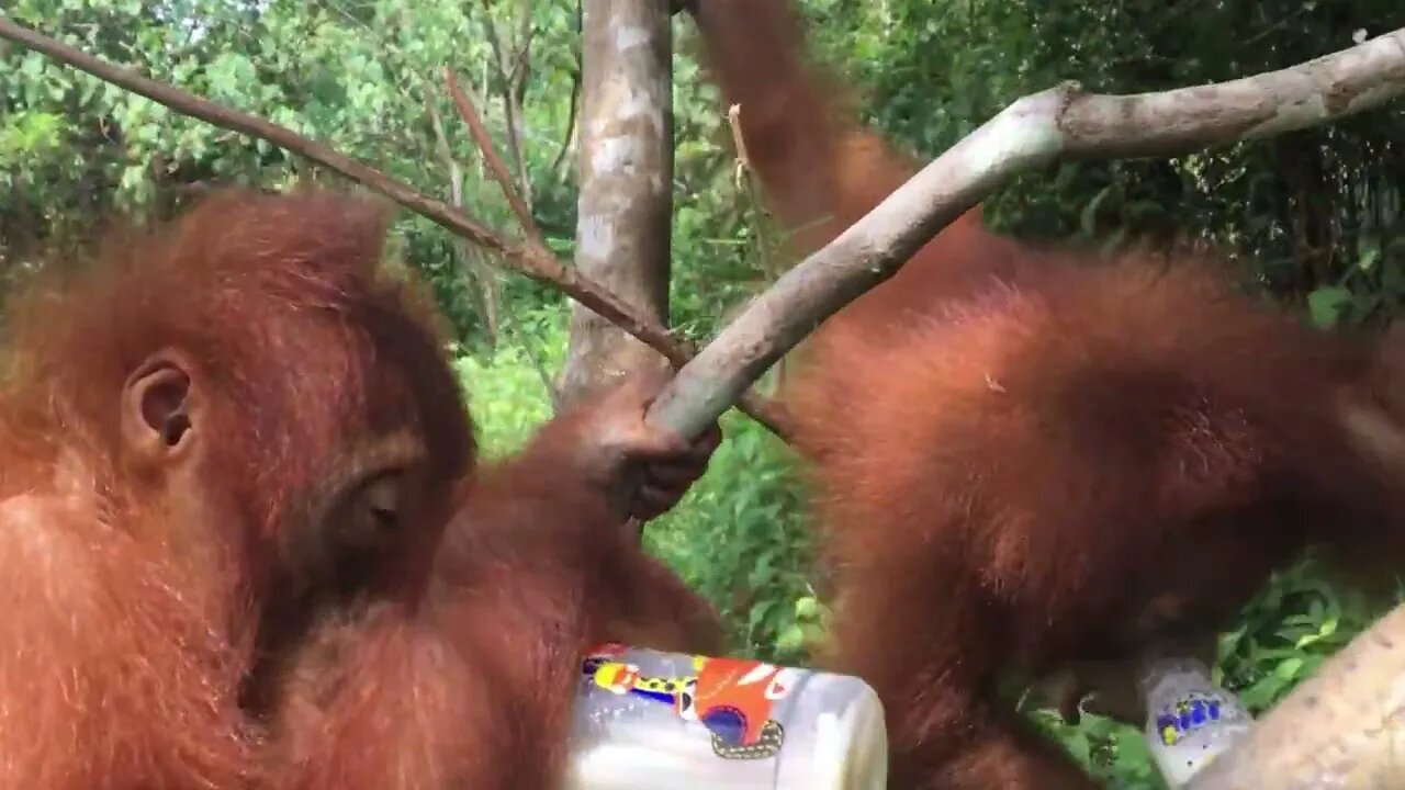 Orangutan Care Centre!