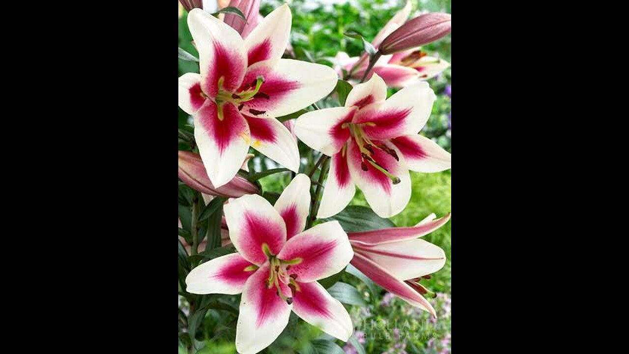 THE LILY FLOWER, THE MOST HIGH’S FAVORITE FLOWER.🕎2 Esdras 5;23-29 And among all the multitudes of people thou hast gotten thee one people: And of all lands of the whole world thou hast chosen thee one pit: and of all the flowers thereof one lily