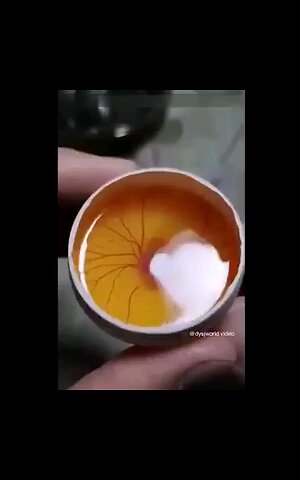 Human hatches chicken egg