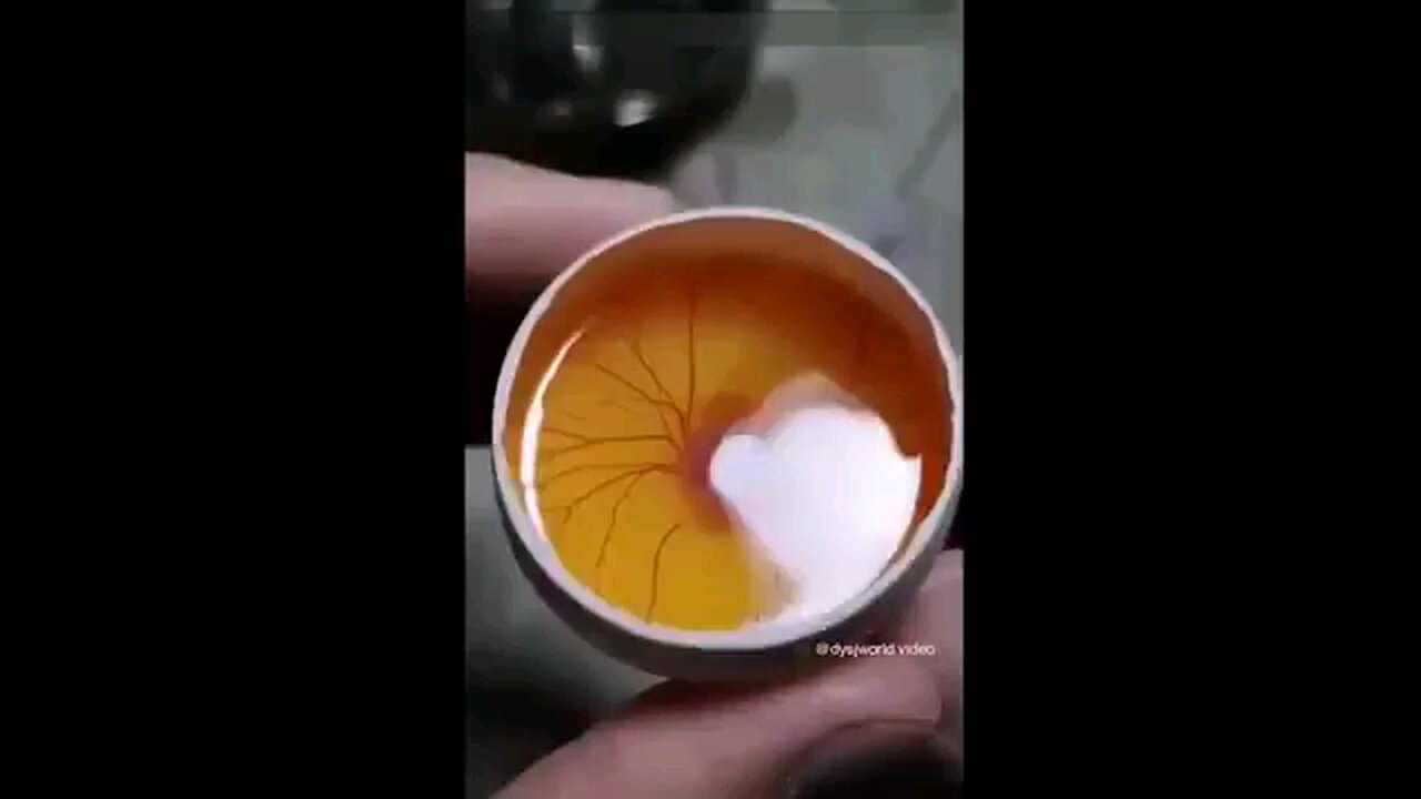 Human hatches chicken egg