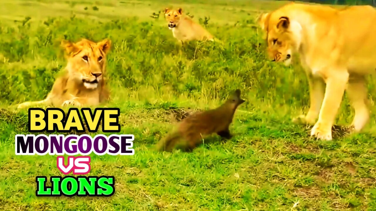 Brave Mongoose Vs 3 Lions |