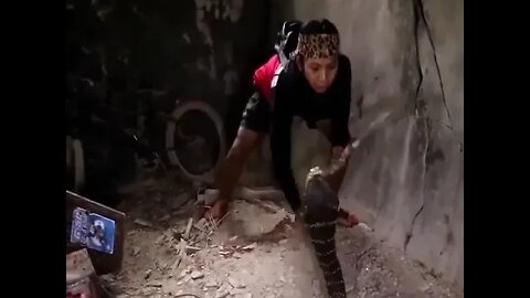 A Huge King Cobra Snake Catching by Hand