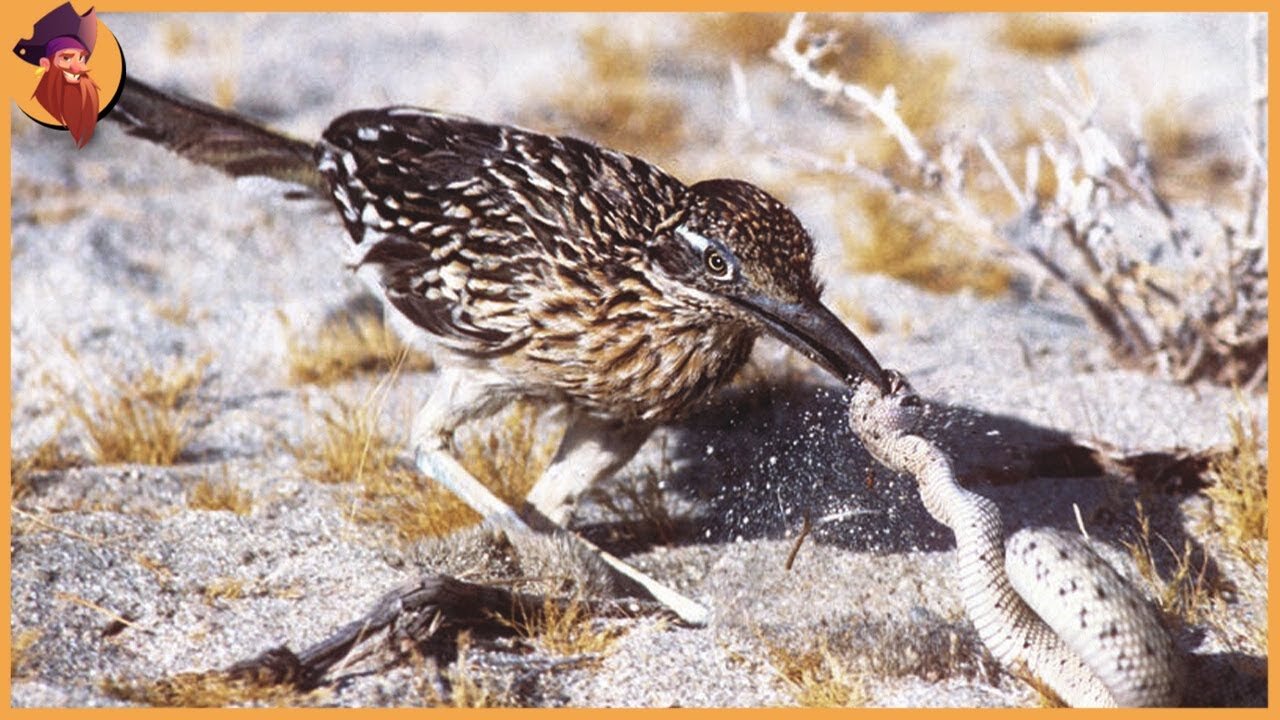 The Fast And Deadly California Cuckoo