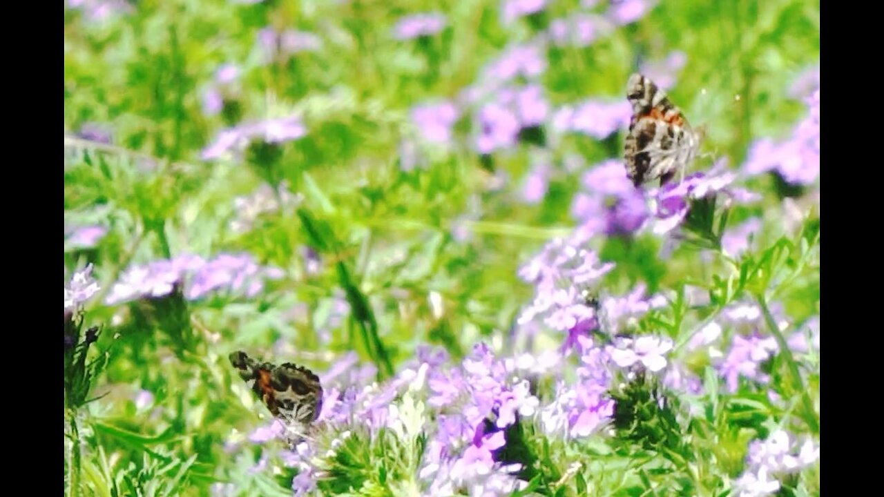 Hill Country Spring Nature ambient with Worship music