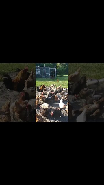 Peanut Time #chickens #chickenshorts