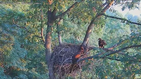 Hays Bald Eagles Nest H17 trying Vertical and Side Porch Branches 2022 05 31 612am