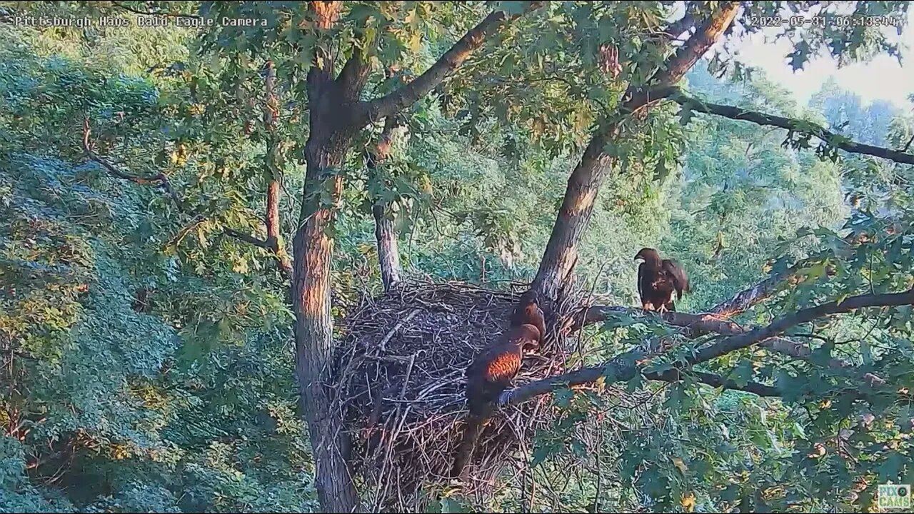 Hays Bald Eagles Nest H17 trying Vertical and Side Porch Branches 2022 05 31 612am