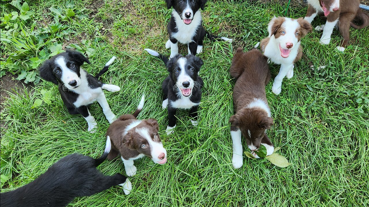 Miniature American Sheppard ducking, dodging and dipping with 7 other border collie puppies