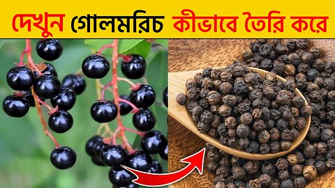 গোলমরিচ কীভাবে তৈরি হয় দেখুন/Black pepper Harvesting Prosses