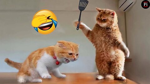 Best Funny Animal Videos of the year 2024, funniest animals ever relax with cute animals