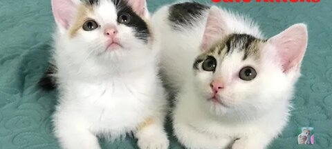 Cute kittens#funny