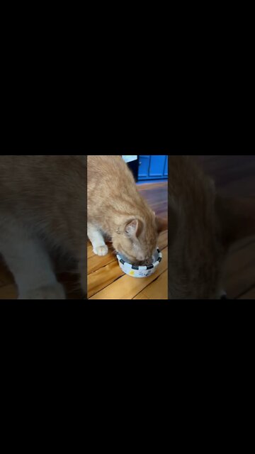 Feeding my Cat his wet food