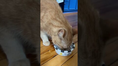 Feeding my Cat his wet food