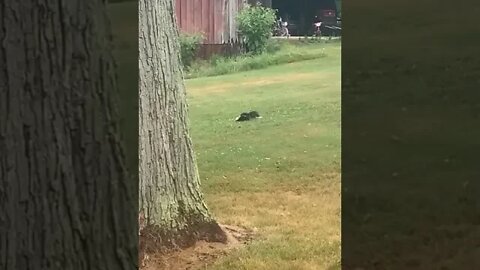 Skunk in my Yard