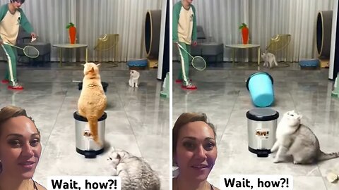 NO FLIPPING WAY! #shorts #viral #trending #cats #short #shortsfeed #wow #shortvideo #viralvideo #lol