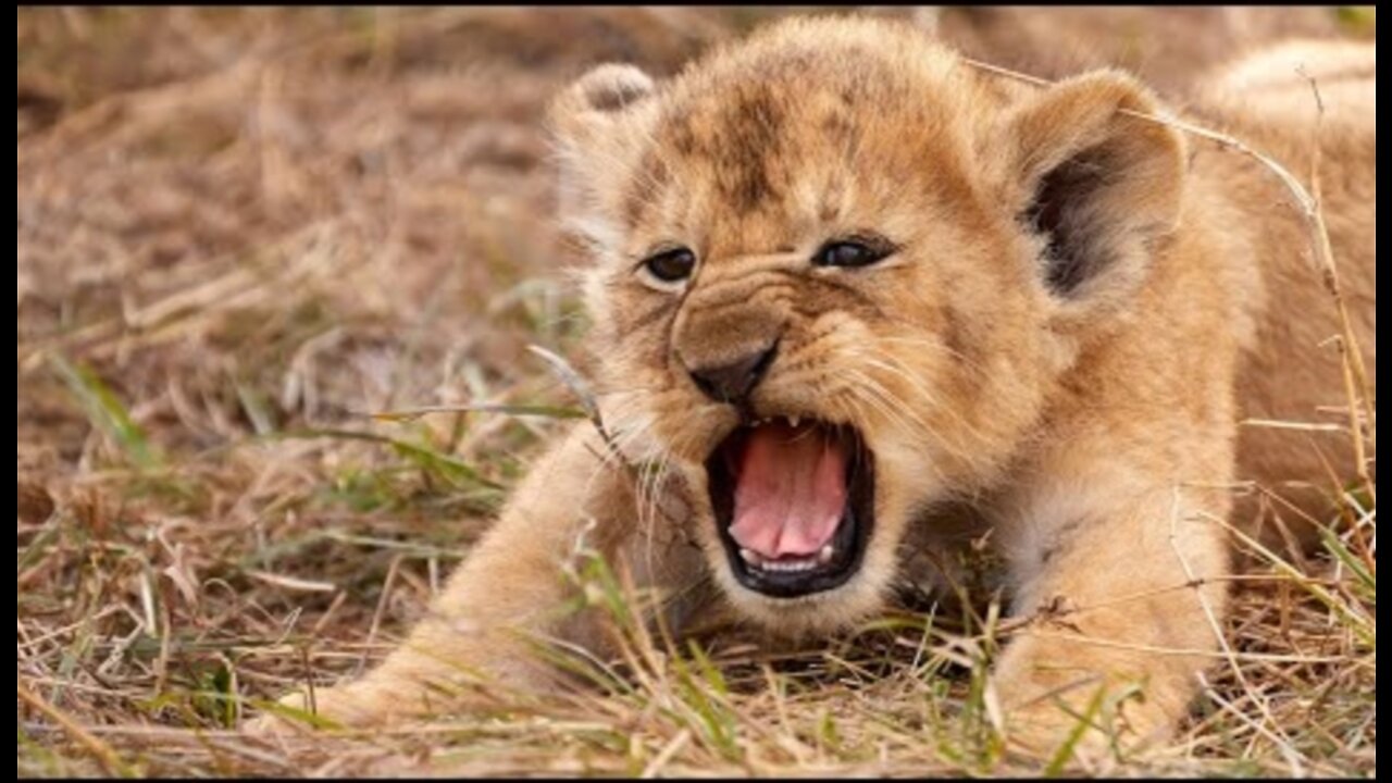 Most Funny and Cute Baby Tiger and Lion Videos