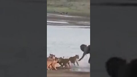 One baby elephant versus ten lions Wild reality So many people waiting for this big moment in life