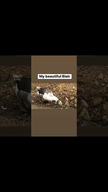 My beautiful pilgrim goose