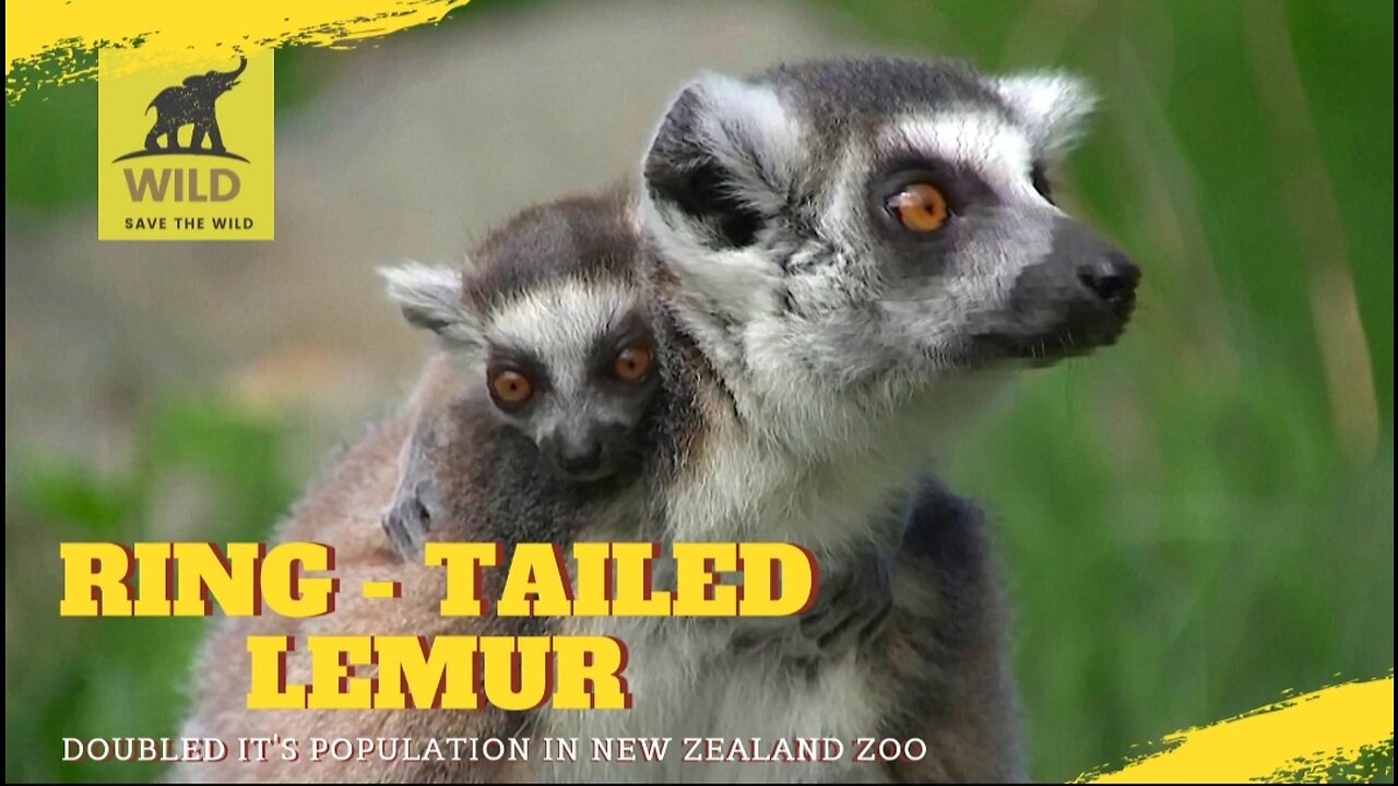 EXTINCT RING -TAILED LEMUR NOW DOUBLES IN POPULATION | WELLINGTON ZOO | NEWZEALAND