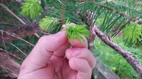 Wild Edible Plants & Trees | Douglas Fir