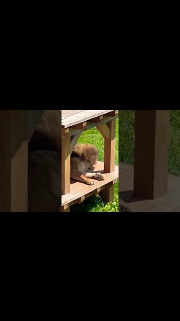 Lions sleeping during the day