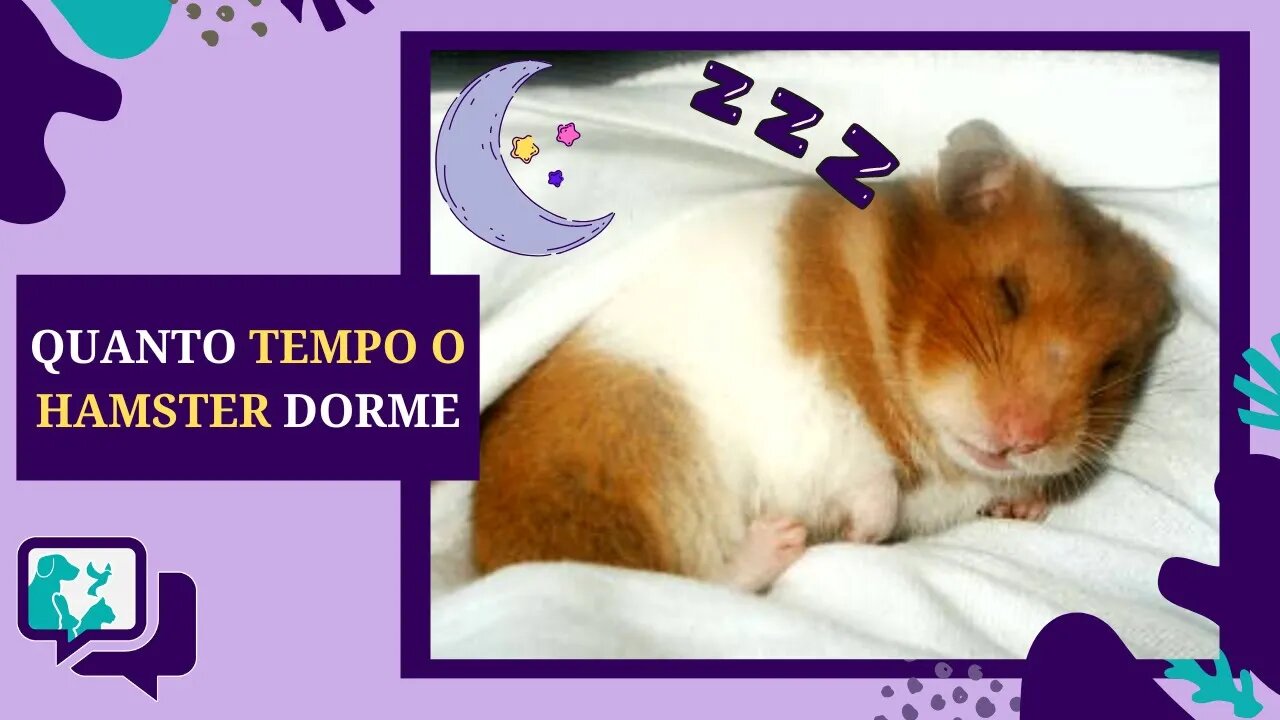 Quanto Tempo o HAMSTER Dorme?