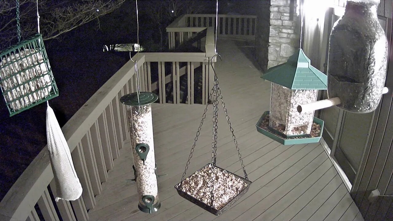 Live stream bird feeder Ashville NC