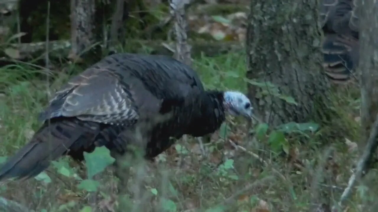 Wildlife at dusk on the Battlefield