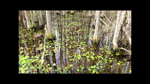 Grand Bay WMA Wetland with Cypress Trunks - Spring 2022