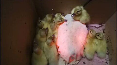 Silver Muscovy ducklings 19th November 2021