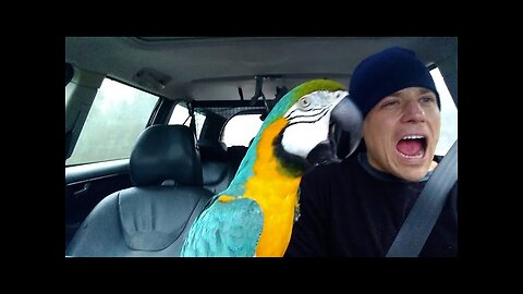 The FUNNIEST Parrots 🦜 🤣 Best Compilation