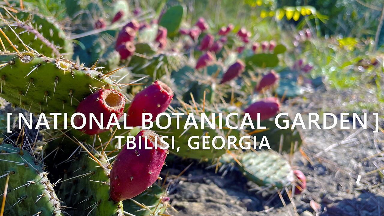 Tbilisi Walks: National Botanical Garden