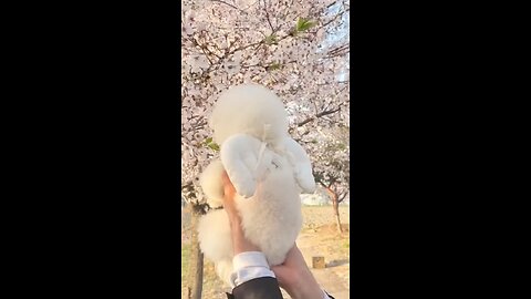 Cute Puppy behind white flower