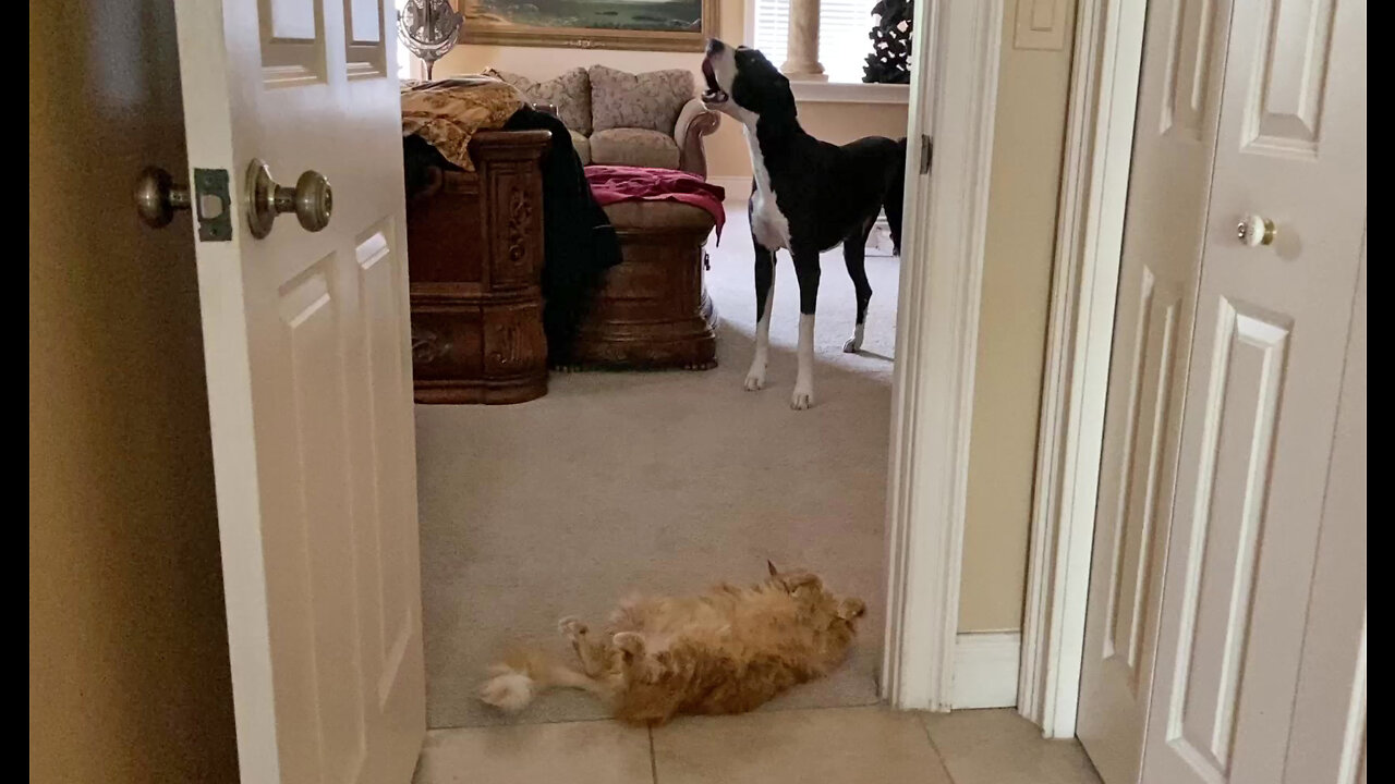 Laid Back Cat Blocks Doorway For Huge Great Dane