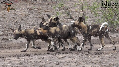 African Wild Dogs Play Then Chase Hyena