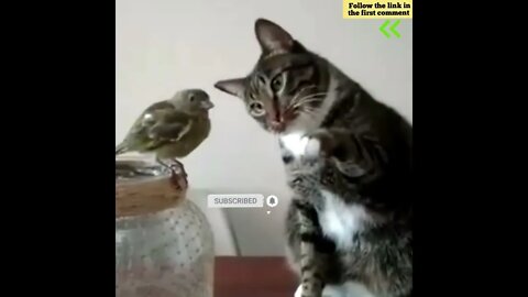 cute cat videos 😹 funny videos 😂 674 😻 #shorts #shortsfunny #cutecat #catvideos #catsfood #catscare