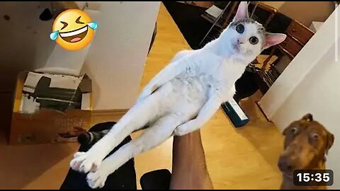 Try Not To Laugh Cats And Dogs Videos 😂 - New Funny Animals Video 2024