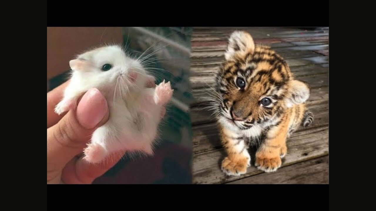 AWW Animals SOO Cute! Cute baby animals Videos Compilation cute moment of the animals #2