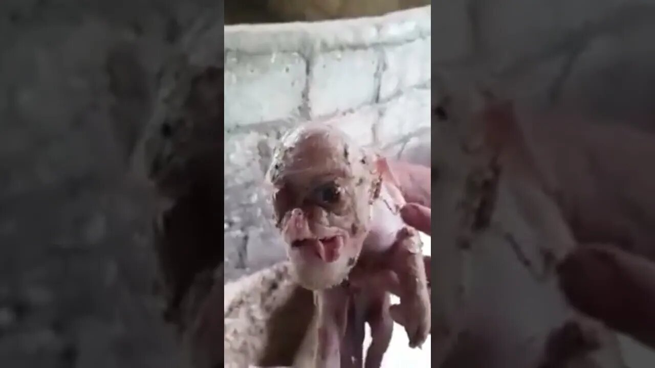 what the hell is this #dog #pig #viralshorts #ytshort #trendingshorts please subscribe my YouTube