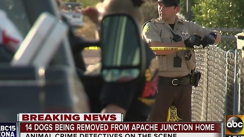 14 dogs removed from Apache Junction home