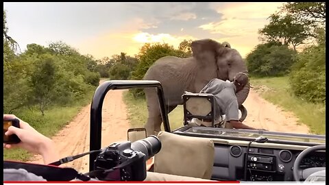 Angry elephant charge's safari guide