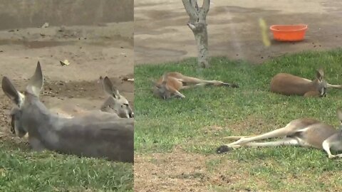 Kangaroos resting