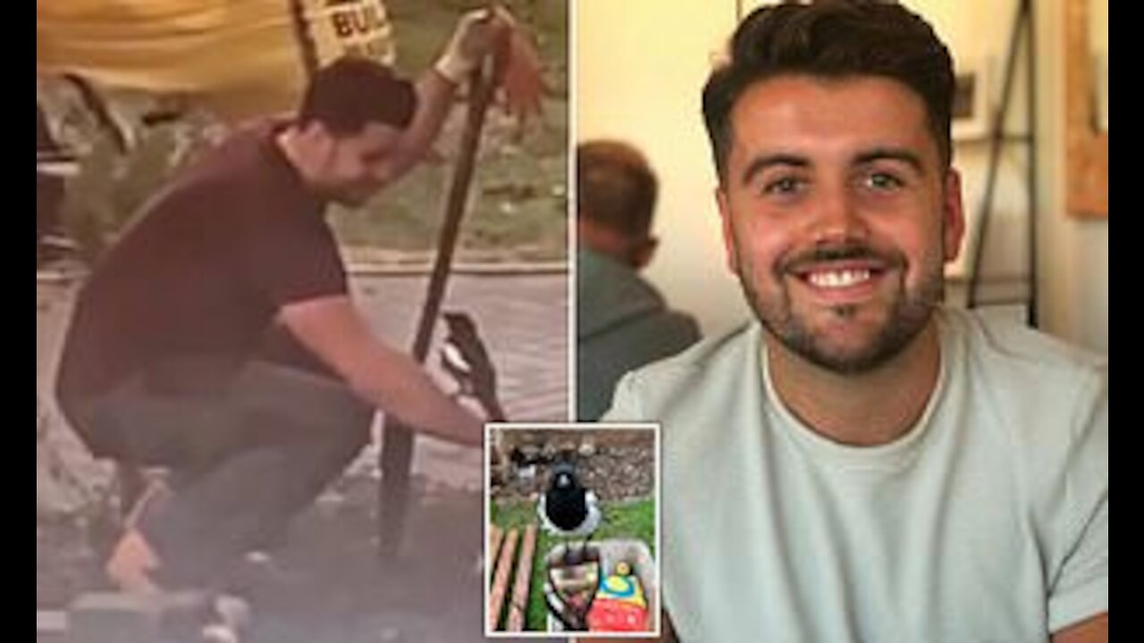 Magpie sits on man's shoulder as he fixes his neighbour's fence