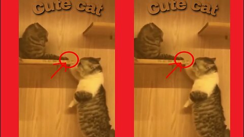 Cute cat angry viral video